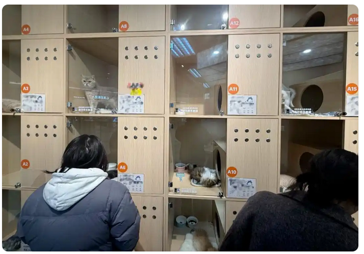 Pet consumption continues to rise during the 2026 Spring Festival, with strong demand for services such as pet boarding