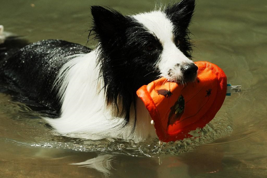 Spring Pet Care Guide