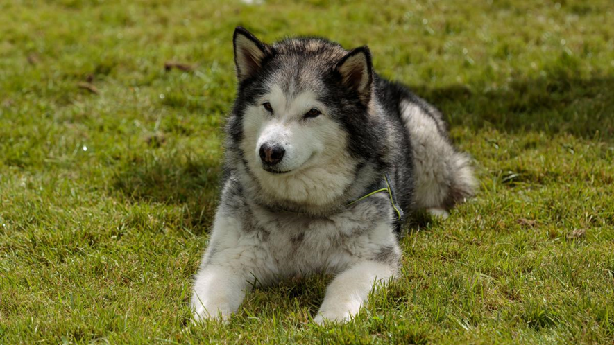 Don't worry about having cute pets at home, the cleaning guide for a dog's home is released!