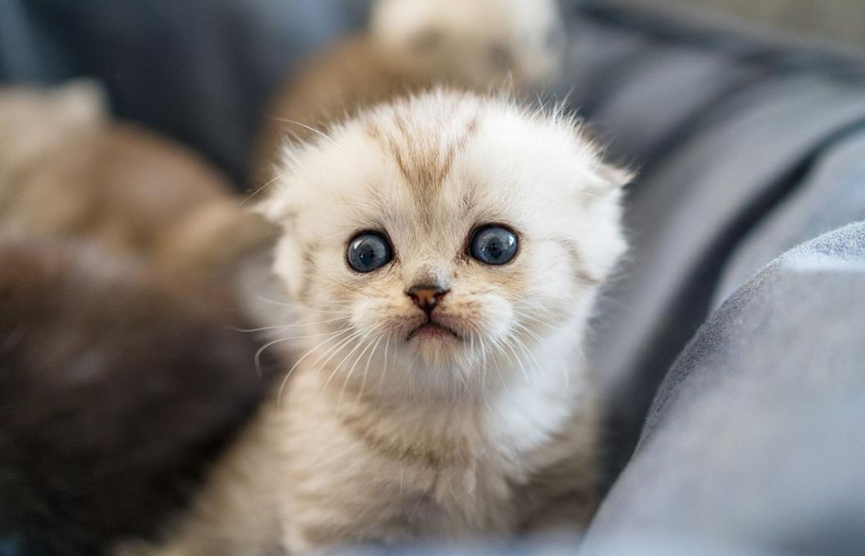 Don't be careless with your cute pet on the side! 99% of home health survival guidelines overlooked by poop removal officials