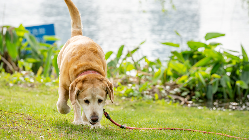 What are the precautions to take when you have a pet at home in spring?