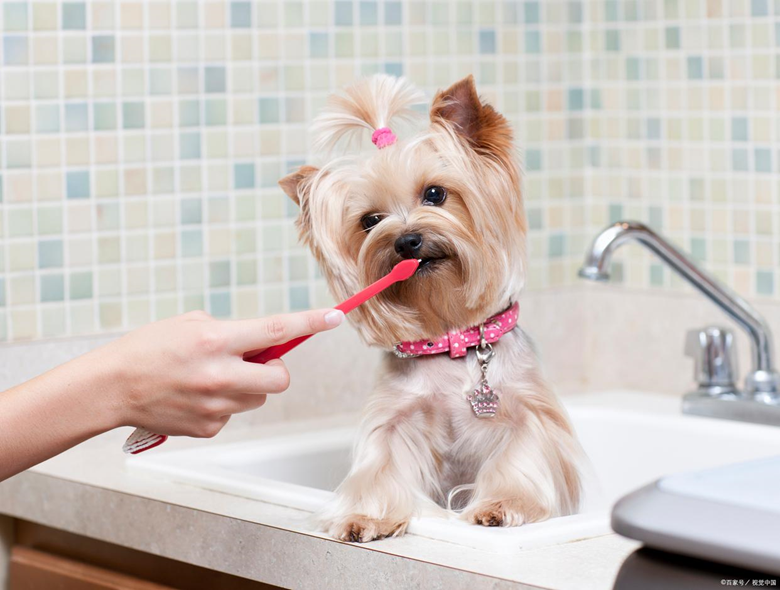 Should Pets Brush Their Teeth? Exploring Oral Hygiene and Health in Pets